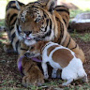 Meet your Posher, Tigresa